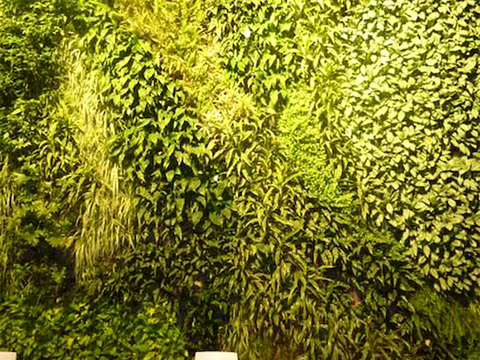 植物墙 绿植 植被 花卉 绿叶背景景墙 装饰墙 植物堆