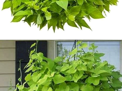 植物墙 绿植 植被 花卉 绿叶背景景墙 装饰墙 植物堆