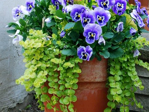 植物墙 绿植 植被 花卉 绿叶背景景墙 装饰墙 植物堆