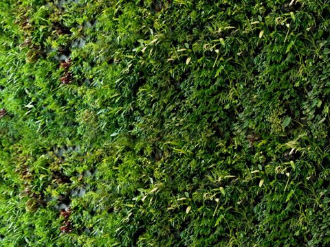 植物墙 绿植 植被 花卉 绿叶背景景墙 装饰墙 植物堆