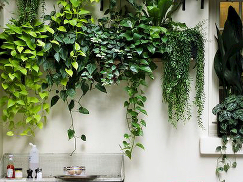  植物墙 绿植 植被 花卉 绿叶背景景墙 装饰墙 植物堆 