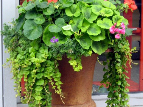 植物墙 绿植 植被 花卉 绿叶背景景墙 装饰墙 植物堆