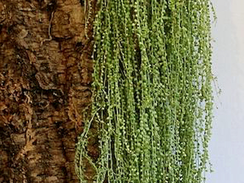  植物墙 绿植 植被 花卉 绿叶背景景墙 装饰墙 植物堆 