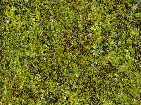 植物墙 绿植 植被 花卉 绿叶背景景墙 装饰墙 植物堆