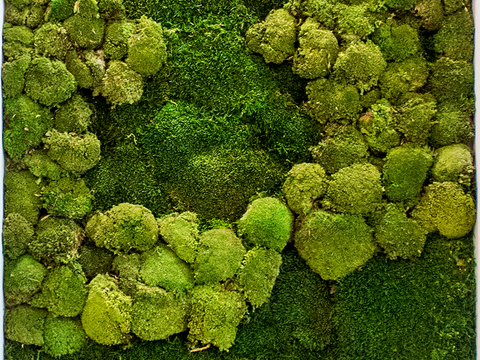 植物墙 绿植 植被 花卉 绿叶背景景墙 装饰墙 植物堆
