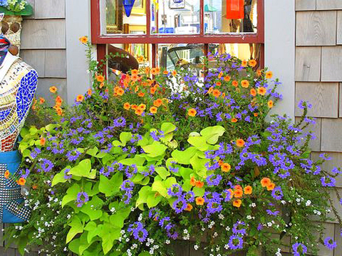 植物墙 绿植 植被 花卉 绿叶背景景墙 装饰墙 植物堆
