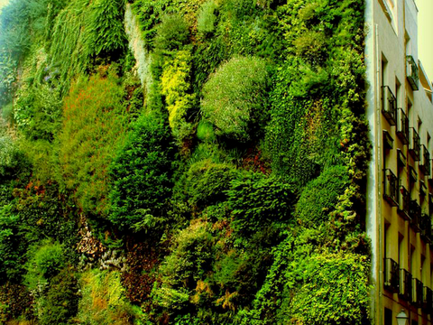 植物墙 绿植 植被 花卉 绿叶背景景墙 装饰墙 植物堆