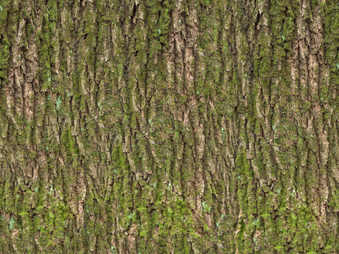 无缝原木树皮真实树皮贴图