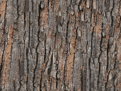  无缝松树皮贴图 