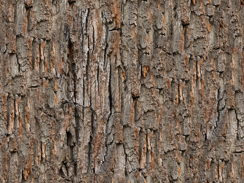 无缝松树皮贴图