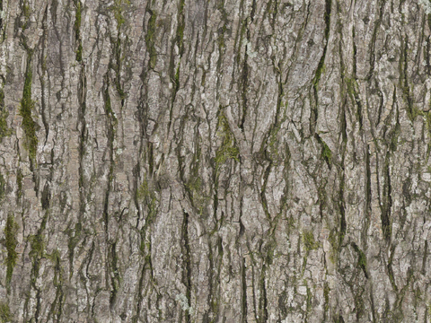 无缝树皮纹理贴图