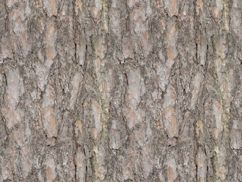 现代无缝树皮贴图
