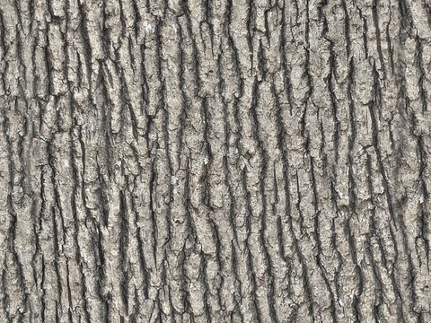 无缝树皮纹理贴图