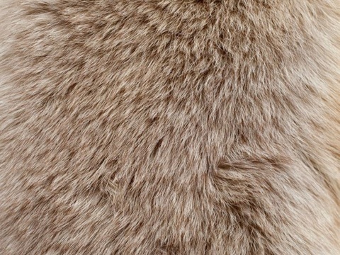  动物皮毛 