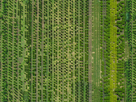  规则人工树林俯视图7 