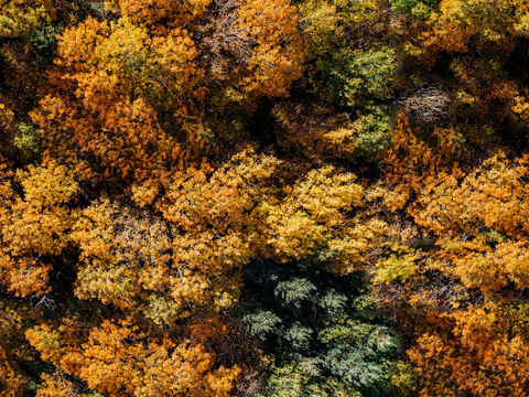 秋天色彩丰富的树林森林俯视图9