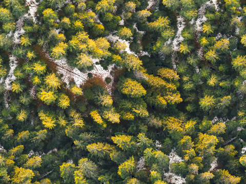 铺满白雪的树林森林俯视图2