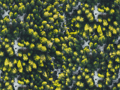 铺满白雪的树林森林俯视图1