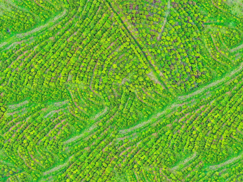  规则人工树林俯视图1 