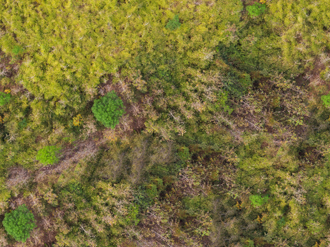 秋天色彩丰富的树林森林俯视图6