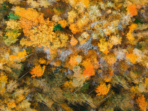 秋天色彩丰富的树林森林俯视图7