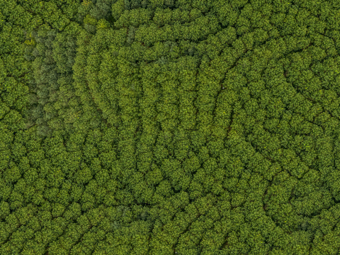  规则人工树林俯视图3 