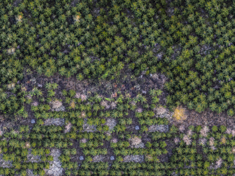  规则人工树林俯视图6 