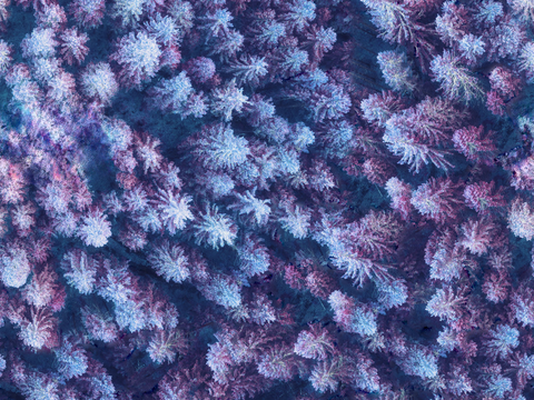 铺满白雪的树林森林俯视图4