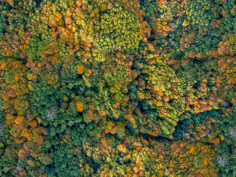 秋天色彩丰富的树林森林俯视图2