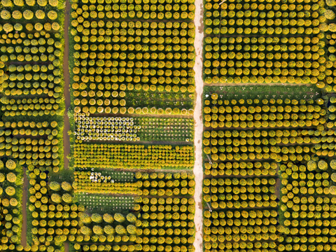  规则人工树林俯视图11 