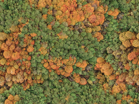 秋天色彩丰富的树林森林俯视图5