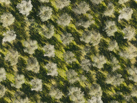  规则人工树林俯视图8 