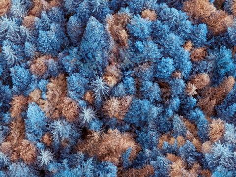 铺满白雪的树林森林俯视图3