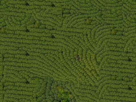  规则人工树林俯视图4 