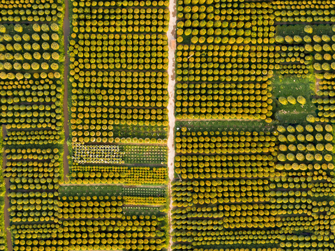  规则人工树林俯视图9 