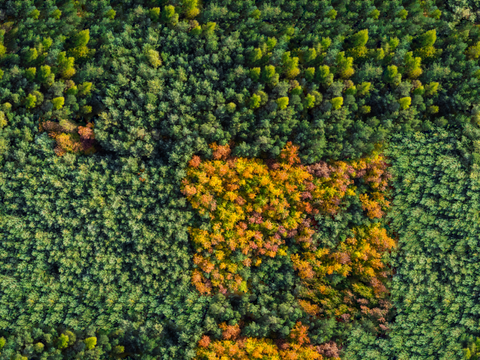 秋天色彩丰富的树林森林俯视图1