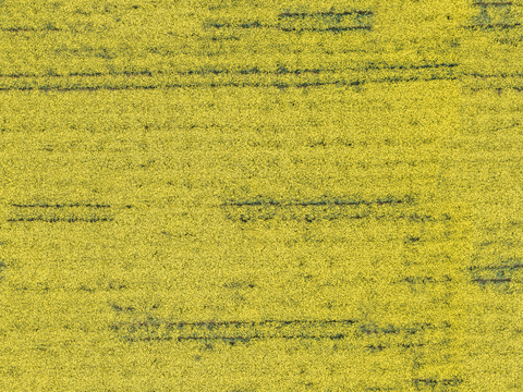 农田油菜花田226