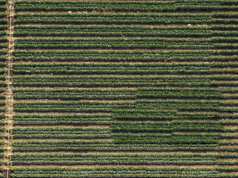  菜地农田农作物俯视图61 