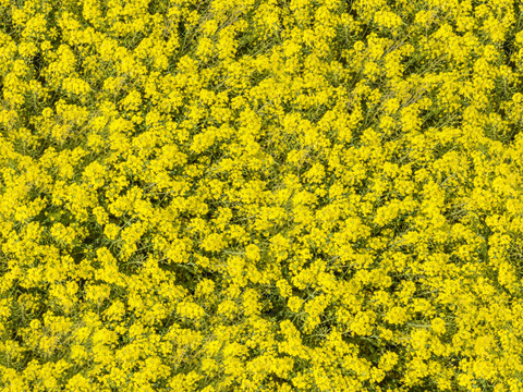  农田油菜花田189 