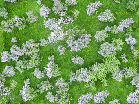  樱花、桃花、梨花花海花林6 