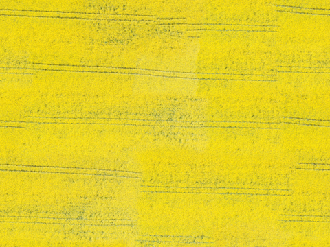 农田油菜花田147