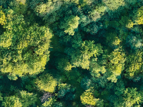  森林树林俯视图89 