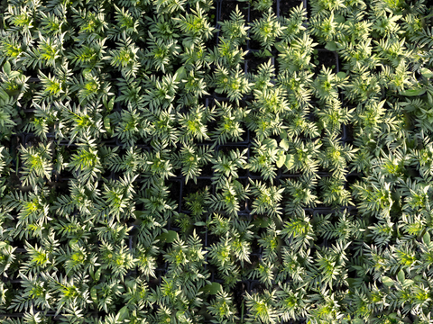  菜地农田农作物俯视图75 