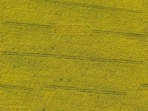  农田油菜花田155 