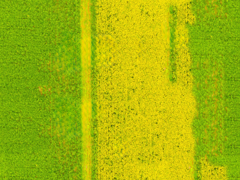 农田油菜花田93