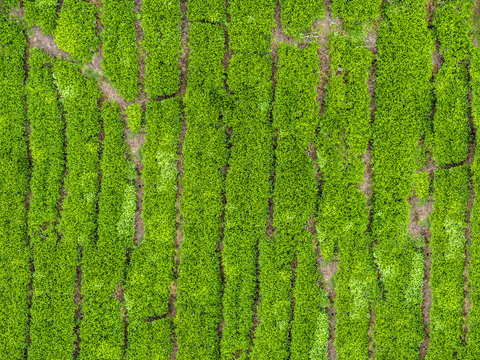  满山茶园茶山茶树俯视图64 