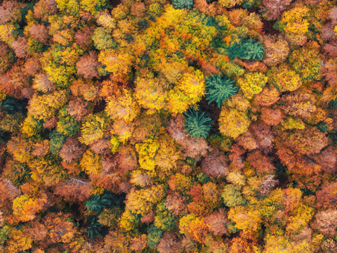  秋天色彩丰富的树林森林俯视图79 