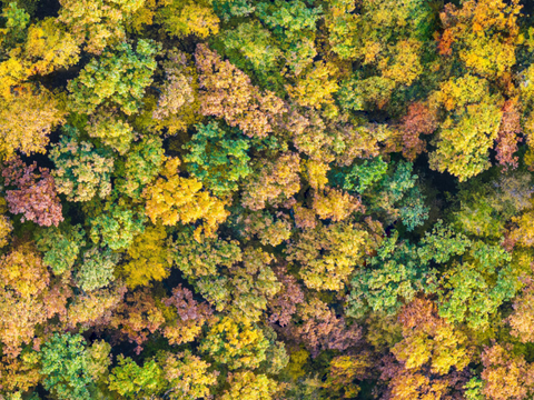秋天色彩丰富的树林森林俯视图40