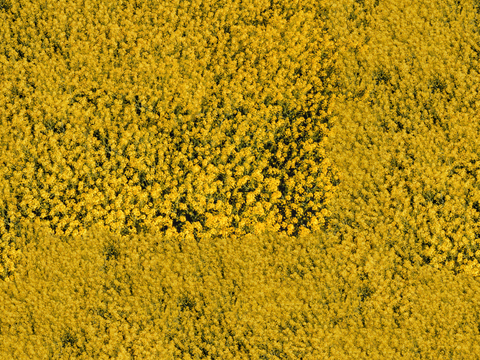  农田油菜花田203 