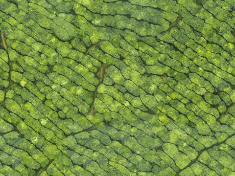  满山茶园茶山茶树俯视图136 